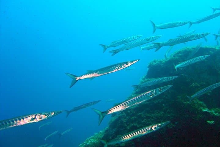 Qualified Diver 1 Tank Dive in Mykonos